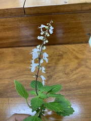 Coleus madagascariensis