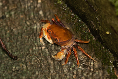 Nanhaipotamon guangdongense