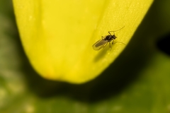 Diptera
