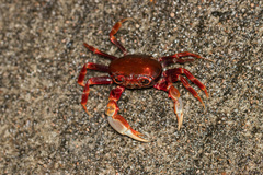 Nanhaipotamon guangdongense