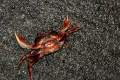 Nanhaipotamon guangdongense