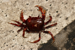 Nanhaipotamon guangdongense