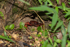 Nanhaipotamon guangdongense