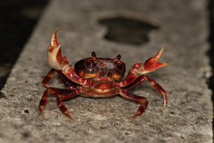 Nanhaipotamon guangdongense