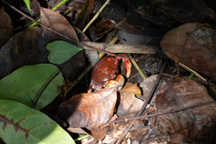 Nanhaipotamon guangdongense