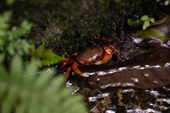 Nanhaipotamon guangdongense