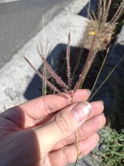Dichanthium annulatum papillosum