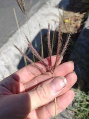 Dichanthium annulatum papillosum
