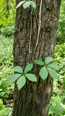 Parthenocissus inserta