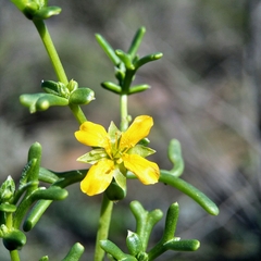 Roepera aurantiaca aurantiaca