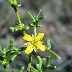 Roepera aurantiaca aurantiaca