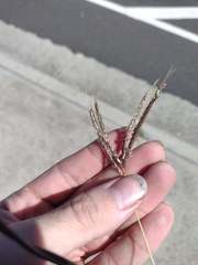 Dichanthium annulatum papillosum