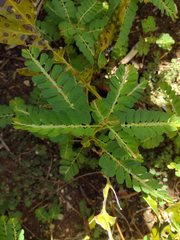 Phyllanthus leucanthus