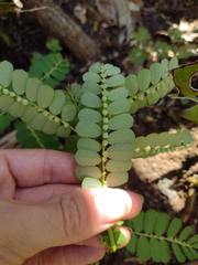 Phyllanthus leucanthus