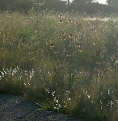 Leonotis ocymifolia