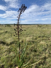 Bulbine
