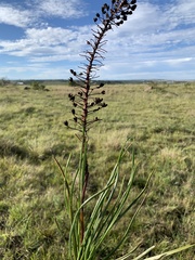 Bulbine