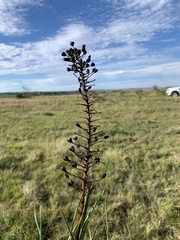 Bulbine
