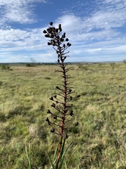 Bulbine