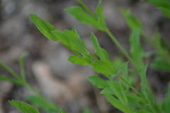 Silene vulgaris
