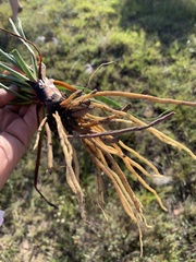 Bulbine
