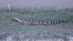 Crocodylus moreletii