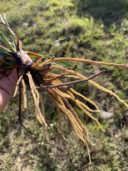 Bulbine