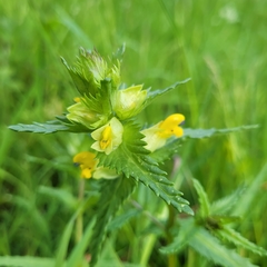 Rhinanthus minor