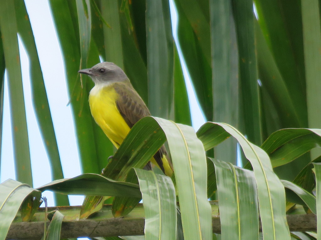 Sulphury Flycatcher
