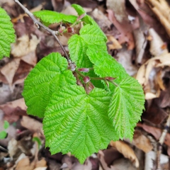 Corylus heterophylla