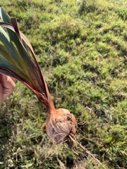 Gladiolus