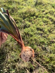 Gladiolus