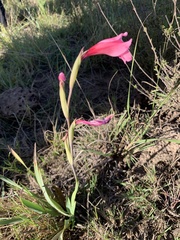 Gladiolus
