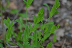 Silene vulgaris