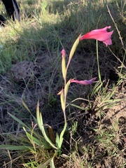 Gladiolus