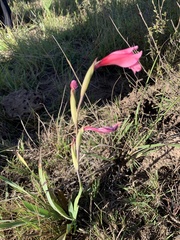 Gladiolus