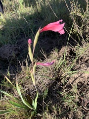 Gladiolus
