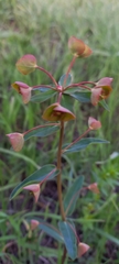 Euphorbia microcarpa