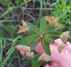 Euphorbia microcarpa