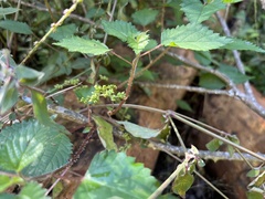 Laportea peduncularis