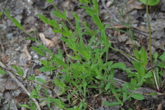 Silene vulgaris