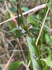 Dyschoriste nagchana