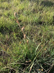 Gladiolus