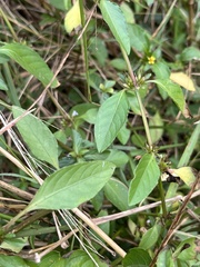 Dyschoriste nagchana