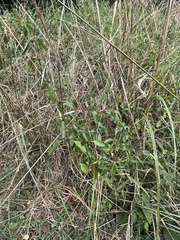 Dyschoriste nagchana