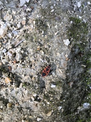 Pyrrhocoris apterus