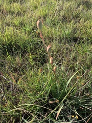 Gladiolus