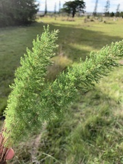 Asparagus