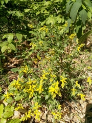 Genista germanica