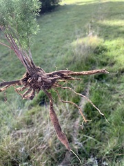 Asparagus